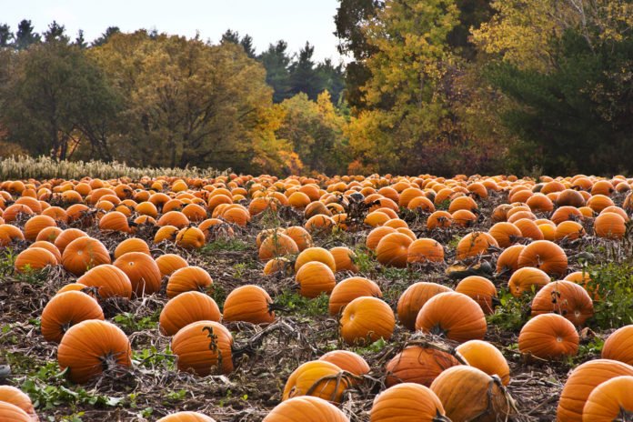 Pumpkin Patch Near Me: Locate The Best Local Farms w/ Hayrides